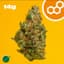 Grand Pappy's Chillemon Buds 14 Gram