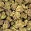 Jilly Glue Buds 1 Gram