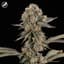Sunny Stomper Buds 3.50 Gram