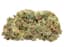 G13 Buds 14 Gram