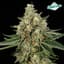 Chem Band Flower H 26514 Gram 3.50