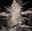 Mimosa Buds 3.50 Gram