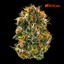 Purple Starfruit Buds 14 Gram