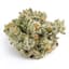 Gas Face Buds 3.50 Gram