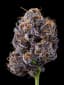 Blue Zushi Buds 3.50 Gram
