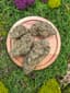 Runtz Buds 3.50 Gram