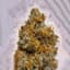 Super Runtz Buds 3.50 Gram