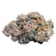 Devil's Driver Buds 3.50 Gram