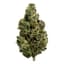 Blue Nerdz Buds 3.50 Gram