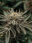 Sherb Buds 3.50 Gram