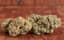 Tropicana Banana Buds 14 Gram