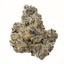 Apple Fritter Buds 14 Gram