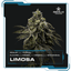 Limosa Buds 3.50 Gram