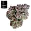 Zowah Buds 3.50 Gram