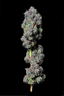 Fuel Biscuits Buds 3.50 Gram