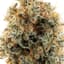 Banana Bread Buds 3.50 Gram