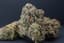 Sherb Cream Pie Buds 3.50 Gram
