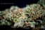 Bubble Gum Runtz Buds 3.50 Gram