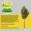 Lemon Ztrawz Buds 28 Gram