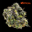 Gush Mints Buds 14 Gram