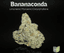 Bananconda Buds 14 Gram