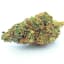 Papaya Juice Buds 3.50 Gram