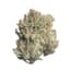 Red Bull Buds 28 Gram