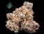Candied Garlic Buds 7 Gram