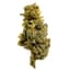 Chemdawg Buds 14 Gram