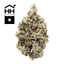 Durban Poison Buds 3.50 Gram
