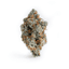 Creamsicle Buds 28 Gram