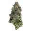 Black Cherry Punch Buds 14 Gram