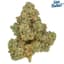 Ponderosa Pine Buds 3.50 Gram