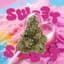 Sweet Sweet Buds 3.50 Gram