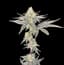 Black Maple Buds 7 Gram
