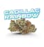 Cadillac Rainbow Buds 3.50 Gram