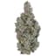 Holy Cow Buds 3.50 Gram