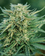Grease Gun Buds 1 Gram