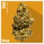 Gmo Buds 14 Gram
