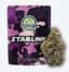 Starlink Buds 7 Gram