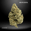 Molotov Cocktail Buds 3.50 Gram