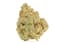 Champagne Supernova Buds 14 Gram