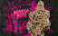 Permanent Marker Buds 3.50 Gram
