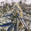 Sol Canna Cadillac Rainbow Buds 7 Gram
