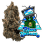 Blue Dream Buds 14 Gram