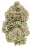 Stinky Pinky Buds 7 Gram