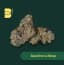 Gasoline Lollipop Buds 14 Gram