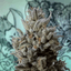 Ice Cream Cake Buds 3.50 Gram