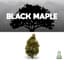 Black Maple 3.50 Gram Flower