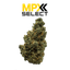 Gassy Pines Buds 3.50 Gram
